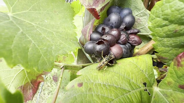 Wasp, Vespula germanica