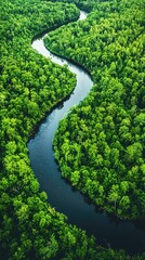A Serpentine River Winds Through a Lush Canopy, a Verdant Tapestry From Above.