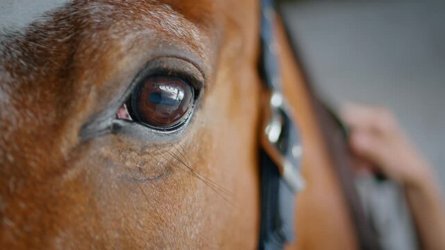 Brown horse brushing mane by unknown owner in paddock closeup. Animal standing
