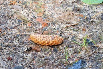 A pine cone lies on the ground with traces of a fire
