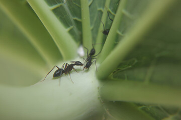 Black ants searching foon on leaf