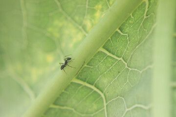Black ant searching foon on leaf	

