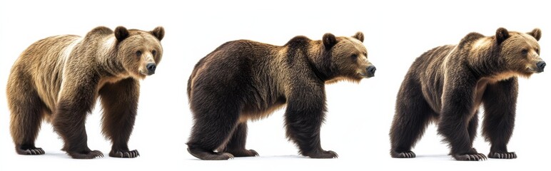 Obraz premium Bear isolated on white background