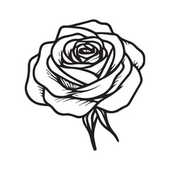 Hand drawn sketch rose isolated on white background