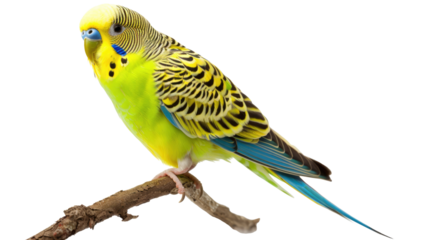 green budgie isolated on transparent background