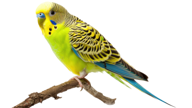 green budgie isolated on transparent background