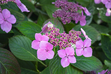 Beautiful pink flowers of lacecap hydrangea or Hydrangea macrophylla in summer, close up