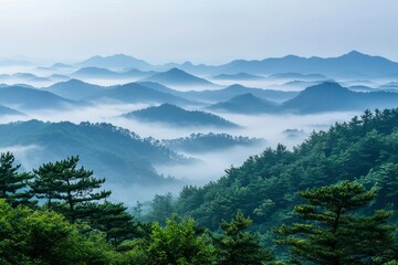 Obraz premium Misty Mountains and Pine Trees on a Clear Day
