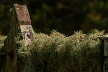 Evernia prunastri grown on a wooden fence. Oak lichen covering the wooden planks