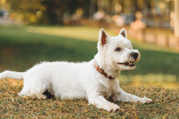 small west highland white terrier dog lying in park outdoors in sunny day, golden fall, autumn...