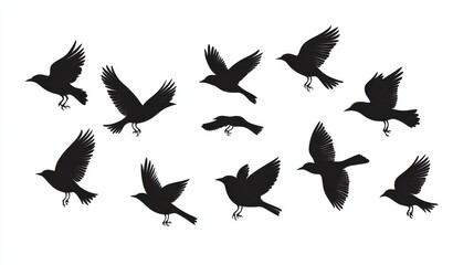 Obraz premium crows flock silhouette isolated on white background