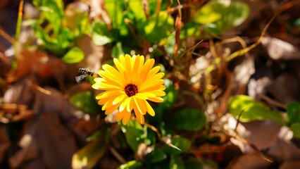 Yellow flower and a bee