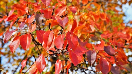 A close-up shot of a tree branch in autumn