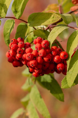 Rowan berries on a branch.