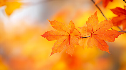 Fototapeta premium Macro shot of vivid orange maple leaves, with their intricate patterns and textures highlighted