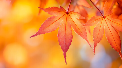 Fototapeta premium Macro shot of vivid orange maple leaves, with their intricate patterns and textures highlighted