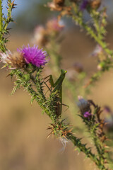 Mantis - Mantis religiosa green animal sitting on a blade of grass in a meadow. Wild foto
