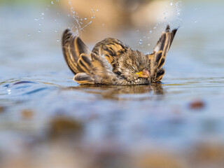 Sparrow bathing in the river on a sunny day