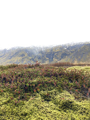 Obraz premium Green Iceland 1