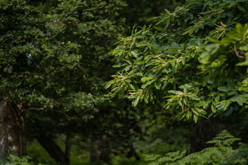 Details of the branches of an edible chestnut during the flowering period. Castanea sativa fruit plant in the green forest