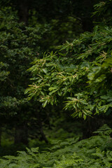 Details of the branches of an edible chestnut during the flowering period. Castanea sativa fruit plant in the green forest