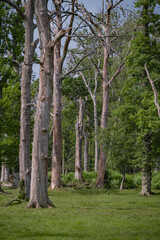 A completely dry forest. Details of the centuries-old tree trunks that have only left leaves due to the passage of time