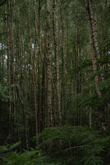 Obraz premium Details of the birch trunk in the forest. Type of tree known as Betula in the summer season