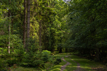Green pine forest with trunk details visible