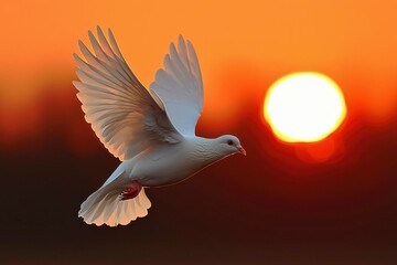Obraz premium White Dove in Flight Against a Sunset Sky