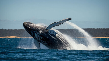 Fototapeta premium A humpback whale breaches the ocean, displaying its massive body as water cascades off its fins