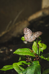Close up of The grey pansy butterfly is on a leaf, concept of butterfly or insect wallpaper, Pollinate species growth and habitat, pollen feeding, bug habitat, colorful and pretty creature