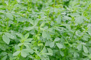 close up of green leaves