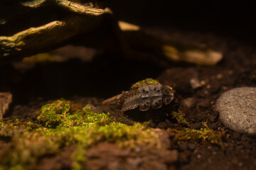 Obraz premium A picture of trilobite beetle in Entopia Maylasia. Rare wildlife insect or species.