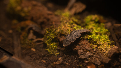 A picture of trilobite beetle in Entopia Maylasia. Rare wildlife insect or species.