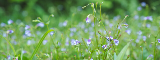 Clam and relax purple or violet meadow or flower field, concept of beautiful, freshness blooming, springtime and freedom, aromatherapy and relaxation background and wallpaper presentation.
