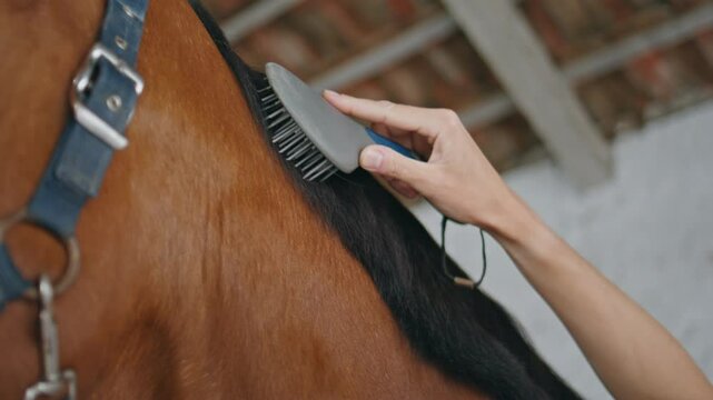 Woman hand grooming horse brush in paddock closeup. Lady groomer brushing mane
