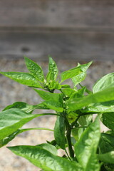 pepper plant growing in the garden