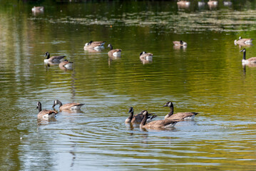 A flock of Canada geese gathered on an urban pond in mid September in Wisconsin