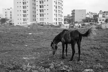 Un cheval sur un terrain vague dans un quartier périphérique de Dakar au Sénégal