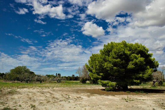 Albero del frutto proibito Salento