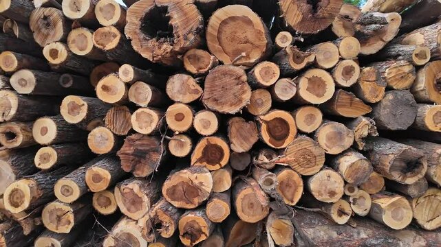 Wood piles of cut pine and spruce trees. Logged trees from the wild forest for business timber industry. Canadian lumber subjected to United States tariffs. Rows of tree logs at the lumber sawmill