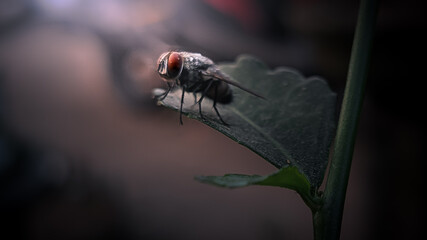 fly on a flower