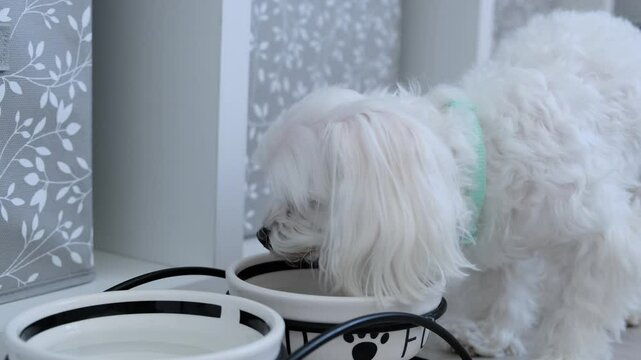 Feeding the pet. A small dog eats from a bowl.