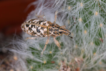 Cyphocleonus dealbatus is a species of true weevil of the family Curculionidae. Larvae feed in the main roots of plants Compositae family. 