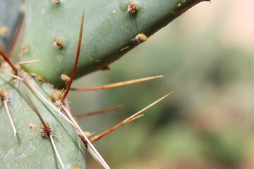 kaktus opuncja Opuntia phaeacantha var. pueblitos HK1858