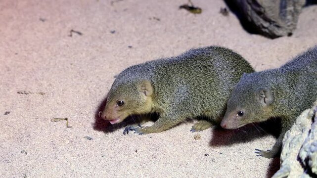 The common dwarf mongoose (Helogale parvula) is feeding with insect