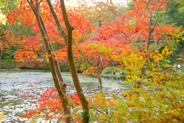 さまざまな色に紅葉する木々