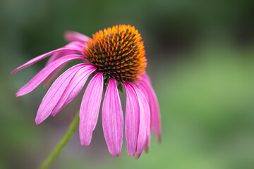 Closeup of flower of Purple Coneflower (Echinacea purpurea) in a garden in late summer
