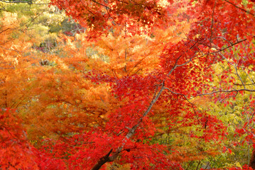 さまざまな色に紅葉する木々