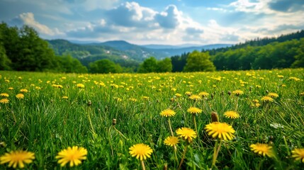 Fototapeta premium Scenic meadow with lush green grass and vibrant yellow dandelion flowers in a natural setting